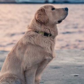 Picture for category Canine